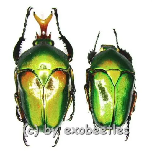Eudicella morgani togolensis ( M 35 – 39 ) A2