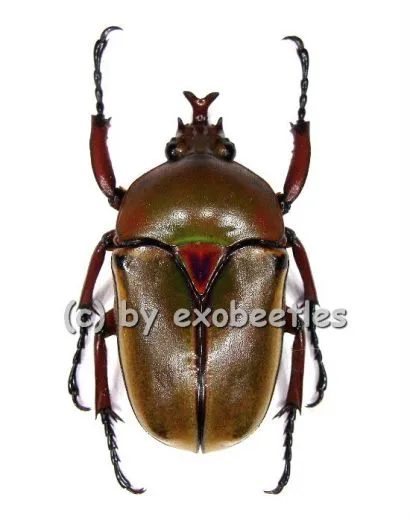 Eudicella smithi shiratica ( Zucht ) A1/A2
