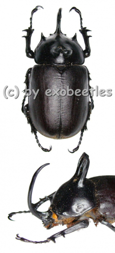 Eupatorus birmanicus