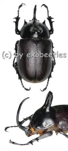 Eupatorus birmanicus ( 55 – 59 )