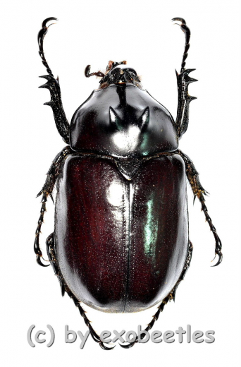 Eupatorus endoi ( 40 – 44 )