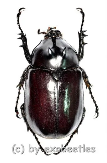 Eupatorus endoi ( 40 – 44 )