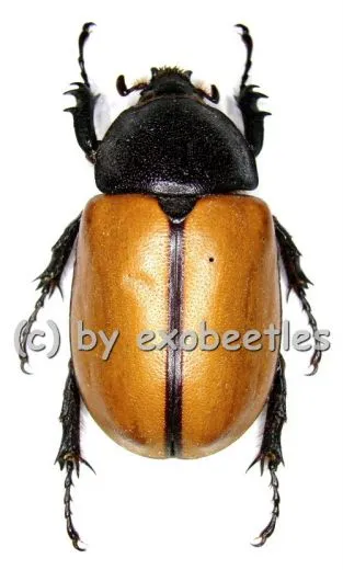 Eupatorus gracilicornis ( 45 – 64 )