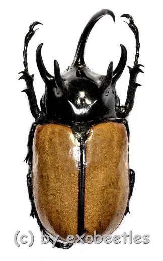Eupatorus gracilicornis #1 ( 75 )
