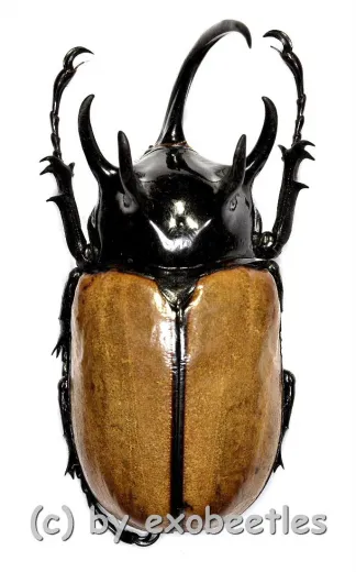 Eupatorus gracilicornis #1 ( 75 )