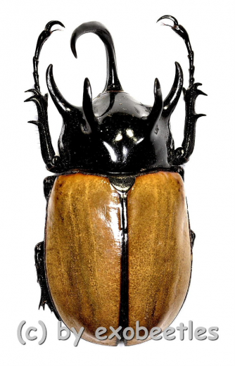 Eupatorus gracilicornis #2 ( 70 )