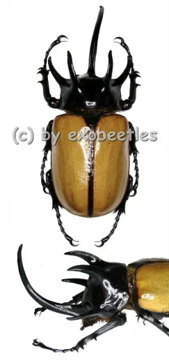 Eupatorus gracilicornis ( 75 – 79 )