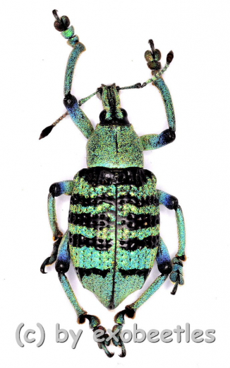 Eupholus bortolussii ( 15 – 24 )