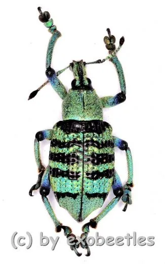 Eupholus bortolussii A1-
