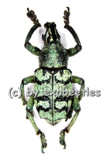 Eupholus chevrolati ( 20 – 24 )