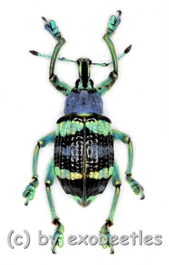 Eupholus mimikanus ( 15 – 24 )