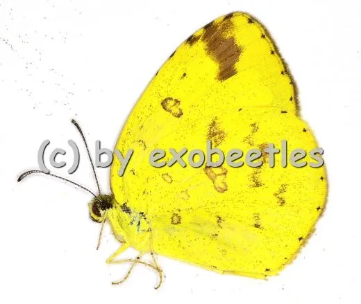 Eurema blanda silhetana