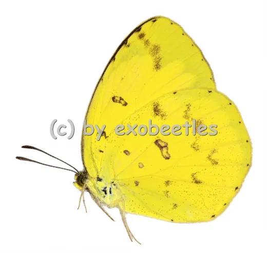 Eurema hecabe