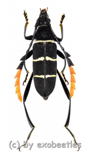 Euryarthrum kalimantanense ( 15 – 24 )