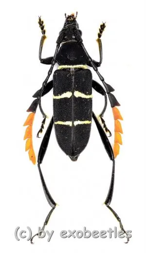 Euryarthrum kalimantanense ( 15 – 24 )