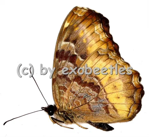 Eurytela dryope