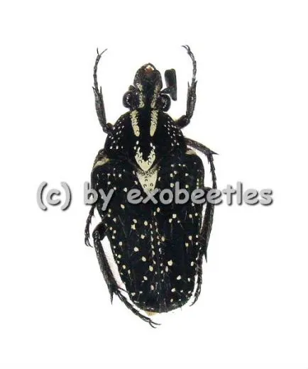 Euselates ( Euselates ) stictica var.3