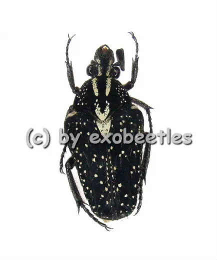 Euselates ( Euselates ) stictica var.3