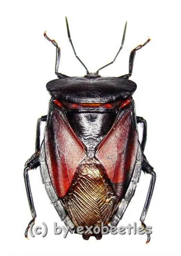 Eusthenes robustus ( 30 – 39 )