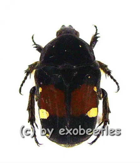 Gametis bealiae var.