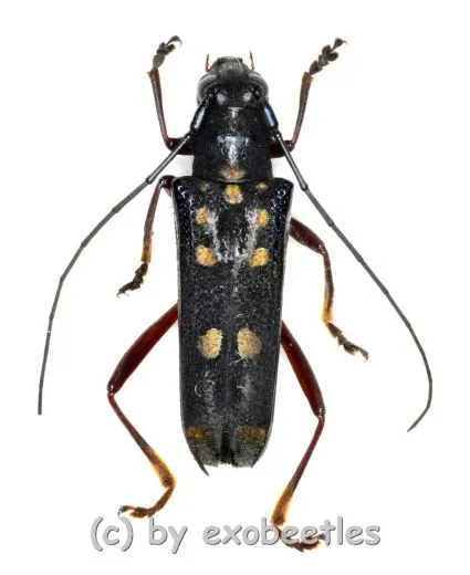 Glenea rufipes ( 20 - 24 ) A2