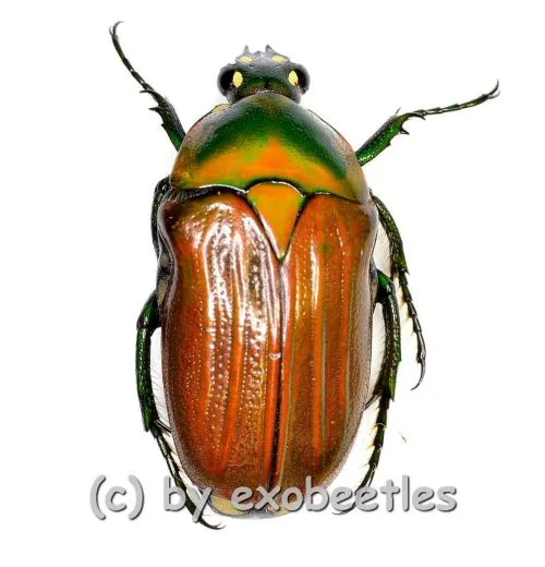 Gnathocera flavovirens ( 15 – 19 )