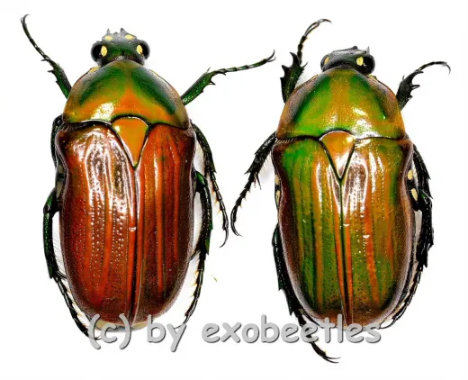Gnathocera flavovirens ( M 15 – 19 )