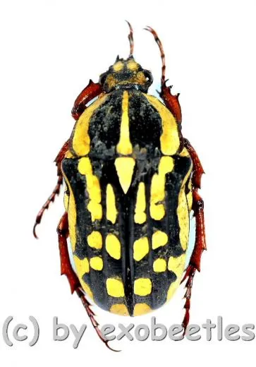 Gnathocera impressa ( 15 – 19 ) A2