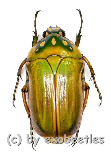 Gnathocera quadripunctata