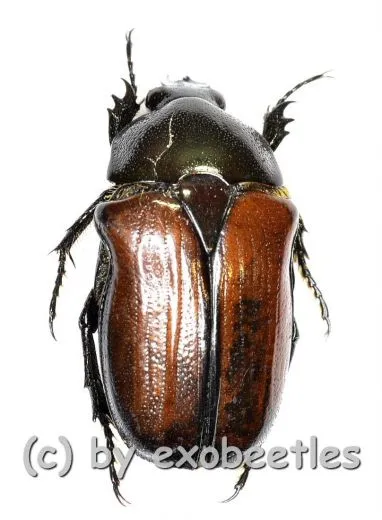 Gnathocera trivittata aegyptiaca A2