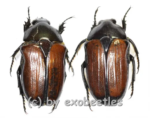Gnathocera trivittata aegyptiaca ( 15 – 19 )