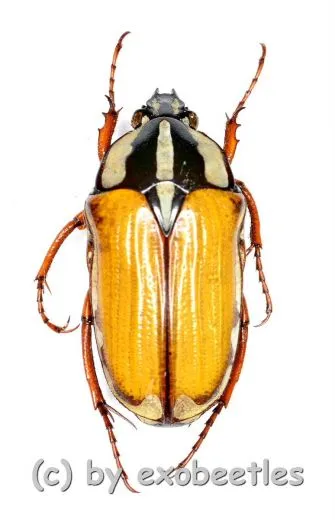 Gnathocera trivittata submarginata ( 15 – 19 )