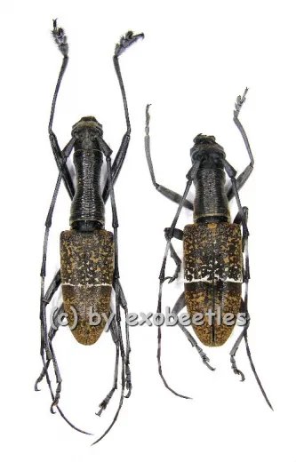 Gnoma jugalis