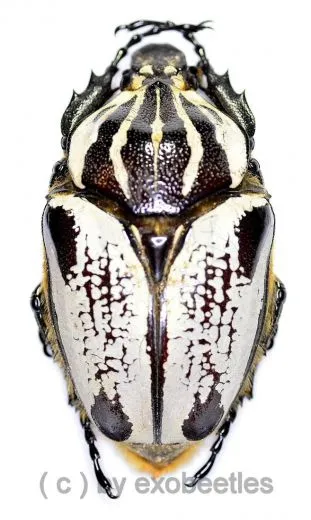 Goliathus goliathus f.albatus ( M 85 / F 65+ )