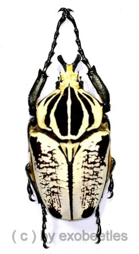 Goliathus goliathus f.albatus ( M 85 / F 65+ )