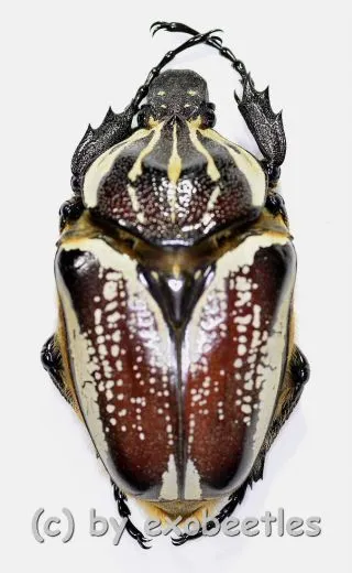 Goliathus goliathus f.conspersus ( 65 – 69 )