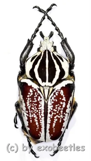 Goliathus goliathus f.conspersus ( 55 – 59 )