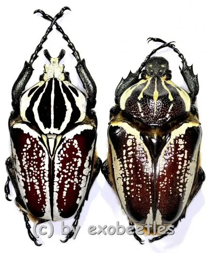 Goliathus goliathus f.conspersus ( M 72 / F 60+ )