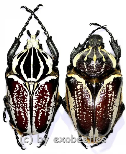 Goliathus goliathus f.conspersus ( M 75 / F 60+ )