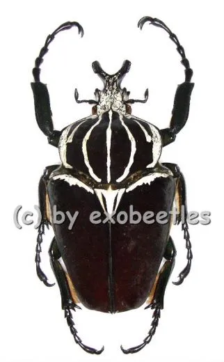 Goliathus goliathus f.goliathus ( M 89 / F 65+ )
