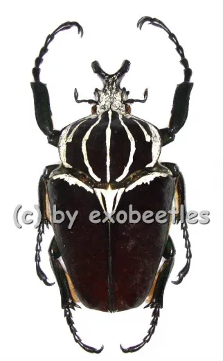 Goliathus goliathus f.goliathus ( M 89 / F 65+ )