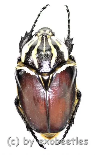 Goliathus goliathus f.goliathus ( M 89 / F 65+ )