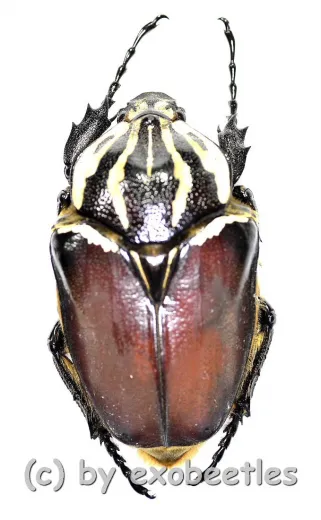 Goliathus goliathus f.goliathus ( M 89 / F 65+ )