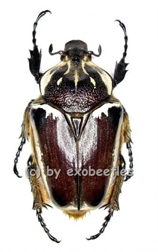 Goliathus goliathus f.apicalis ( 70 – 74 )