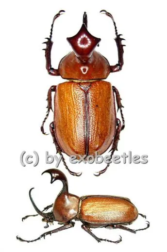 Golofa claviger ( 50 – 54 )