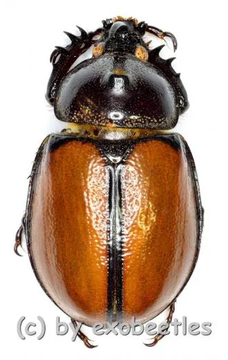 Golofa pusillus ( 20 – 24 )