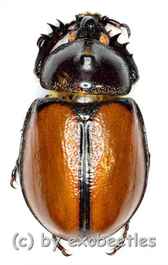 Golofa pusillus ( 20 – 24 )