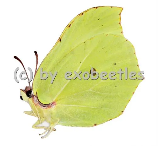 Gonepteryx rhamni