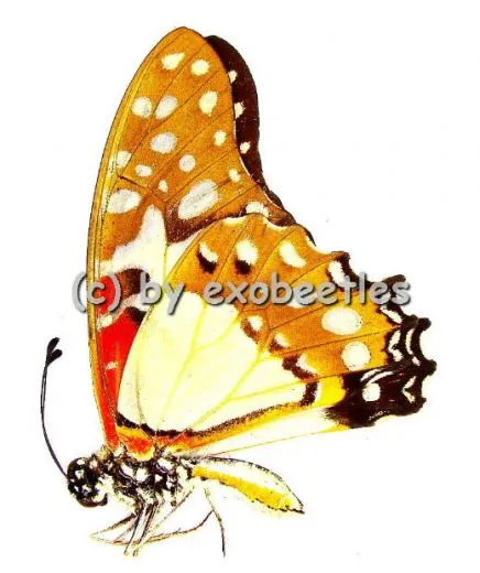 Graphium angolanus baronis A2