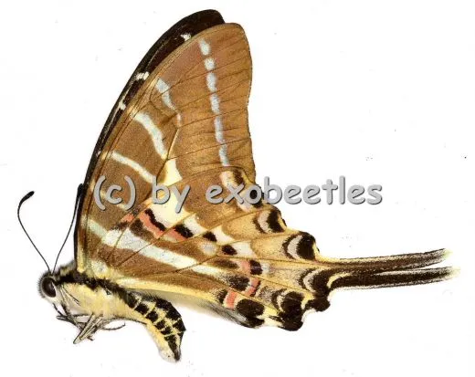 5 x Graphium ( Pathysa ) aristeus